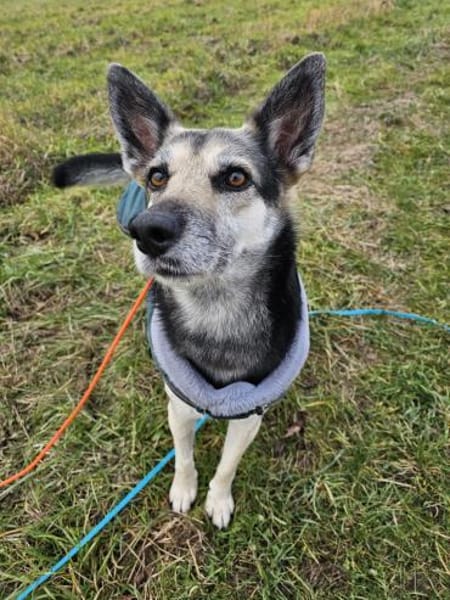 Alle lieben Mila - Zuhause gesucht