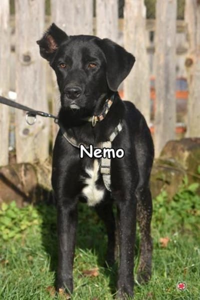 NEMO