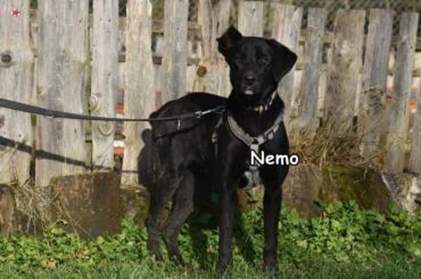 NEMO