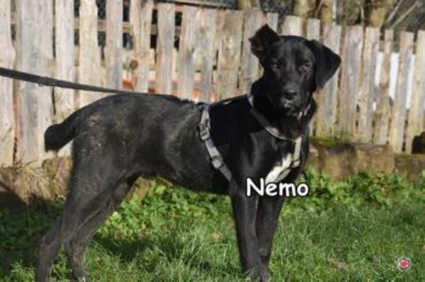 NEMO