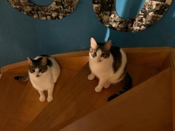 Maple & Sirup aus dem Tierschutz