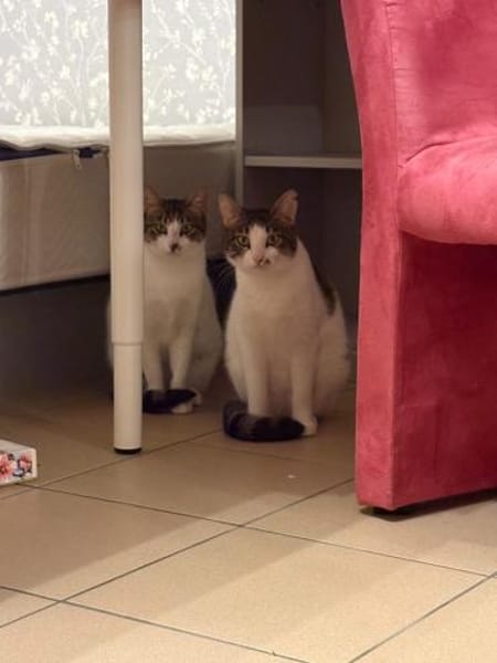 Maple & Sirup aus dem Tierschutz