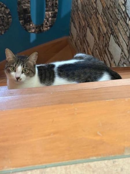 Maple & Sirup aus dem Tierschutz