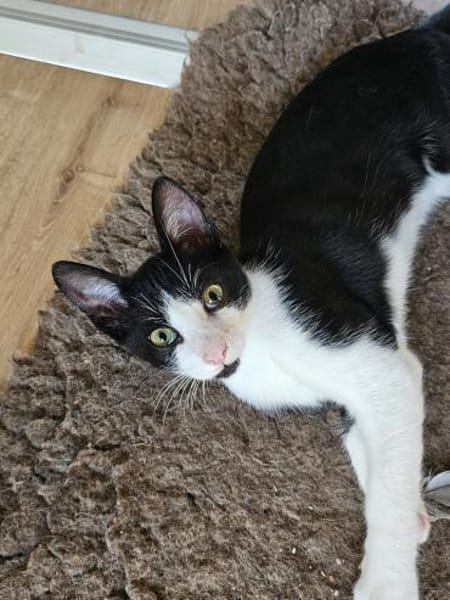 Nico und Nika suchen Dich