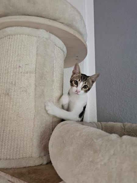 Nico und Nika suchen Dich