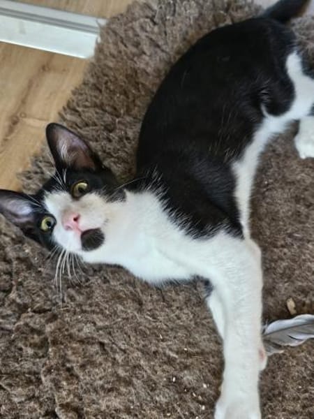 Nico und Nika suchen Dich