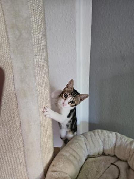 Nico und Nika suchen Dich