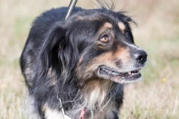 KARLI -menschenbezogene Frohnatur-