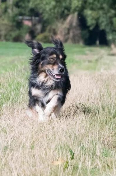 KARLI -menschenbezogene Frohnatur-