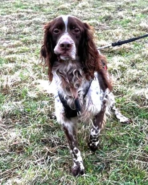 Freddy - geduldige Menschen gesucht