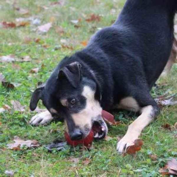 Erwin su. ein geduldiges Zuhause