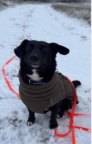 Aufgeschlossene Suna