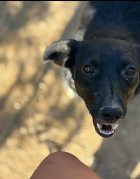 Aufgeschlossene Suna