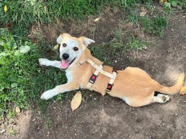 YODA * unkomplizierter Welpenminibub