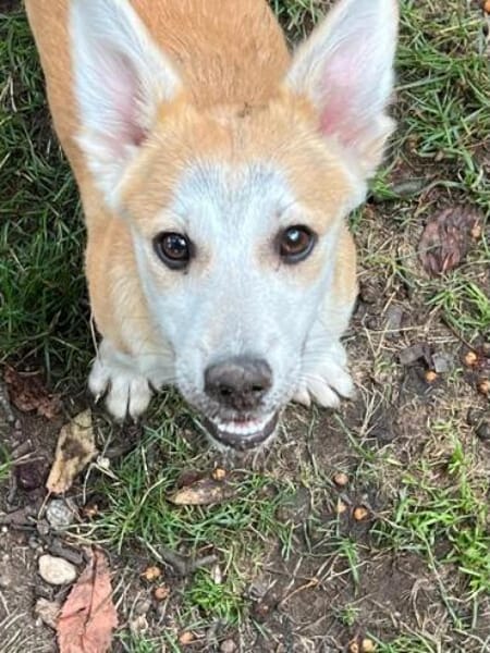 YODA * unkomplizierter Welpenminibub