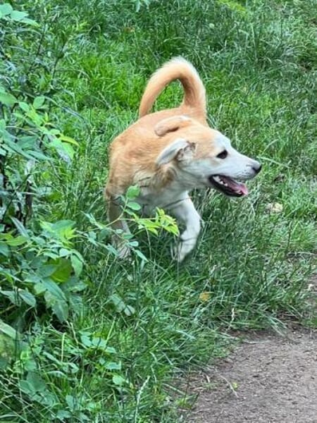 YODA * unkomplizierter Welpenminibub