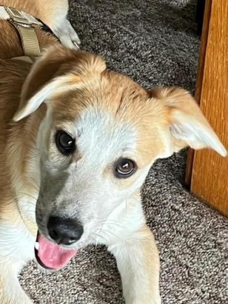 YODA * unkomplizierter Welpenminibub