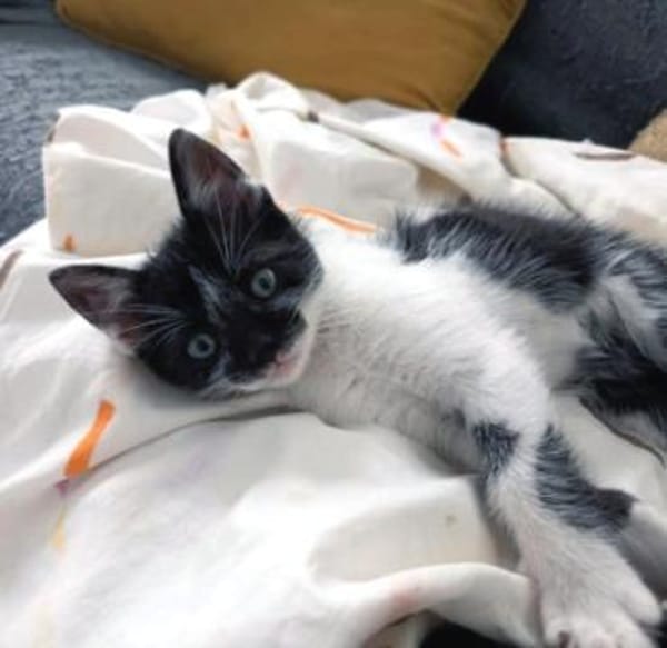 Junger, lieber Kater Leo