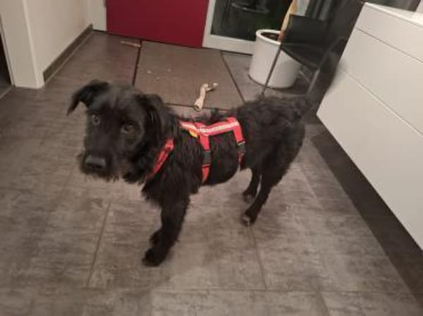 Junge Hündin Patricia sucht ein Zuhause