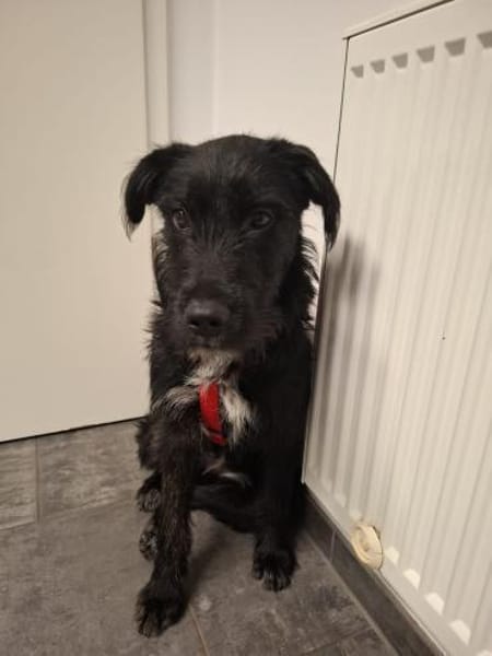 Junge Hündin Patricia sucht ein Zuhause