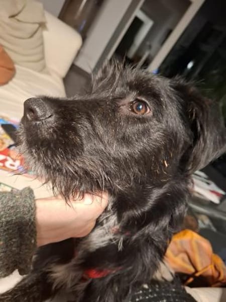 Junge Hündin Patricia sucht ein Zuhause