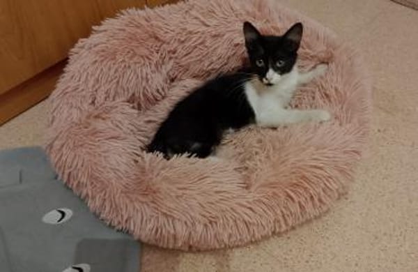 Junges, offenes Katzenmädchen Carmelita