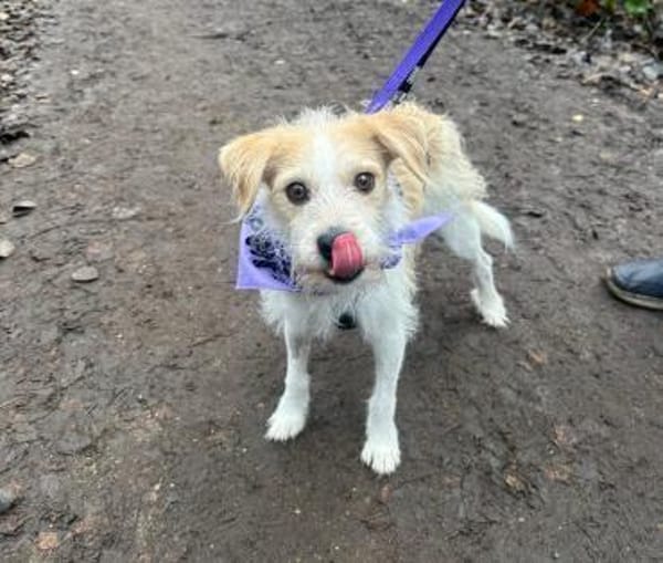 Freundlicher Miso sucht seine Menschen