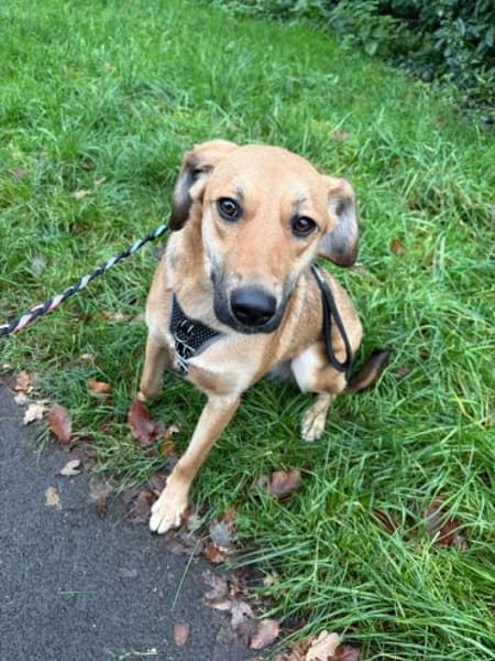 BiNTOU❤ wird nicht ausgelastet NOTFALL!