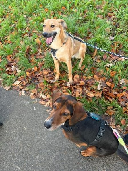 BiNTOU❤ wird nicht ausgelastet NOTFALL!