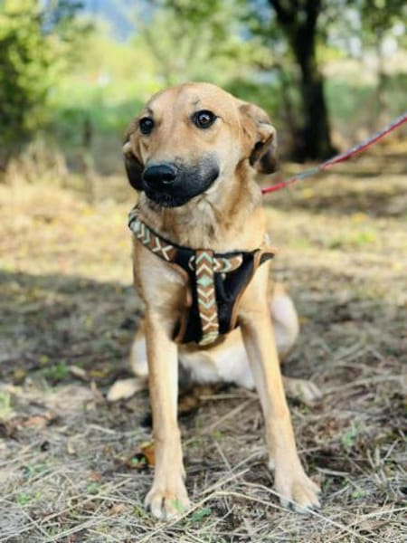 BiNTOU❤ wird nicht ausgelastet NOTFALL!