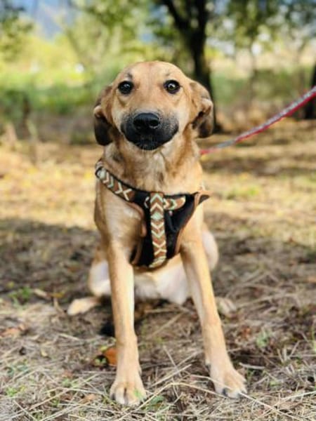 BiNTOU❤ wird nicht ausgelastet NOTFALL!