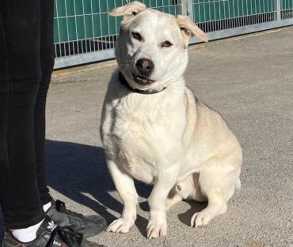 Charly sucht neues Power-Zuhause