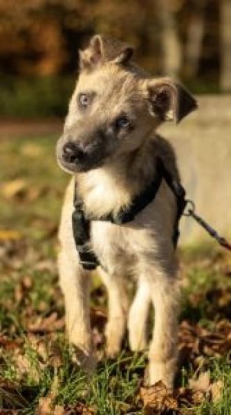 Lennard 40 cm (Nov 25) Pflegestelle