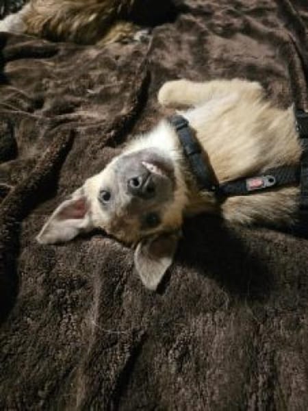 Lennard 40 cm (Nov 25) Pflegestelle