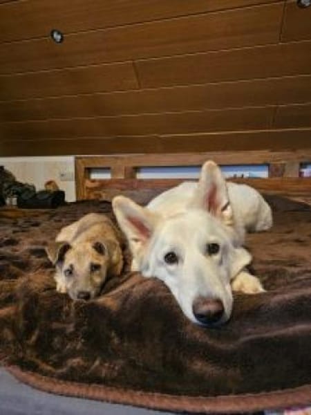 Lennard 40 cm (Nov 25) Pflegestelle