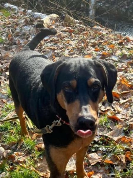 DAVIDO * ein imposanter Rüde