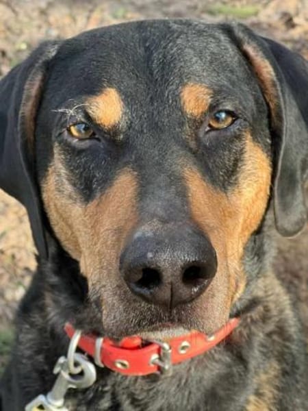 DAVIDO * ein imposanter Rüde