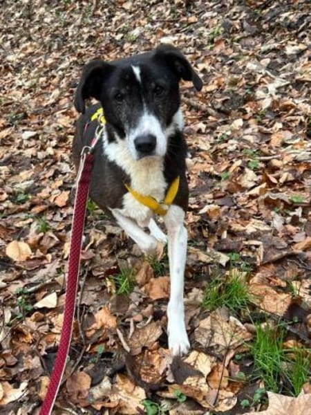 RANDIE * genügsam und ruhig