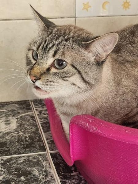 Gutmütiger Kater Bizcocho