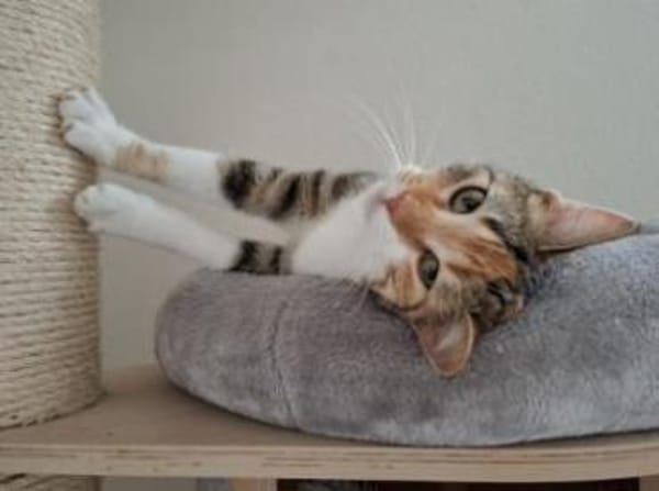 Jade - soooo süß, seht selbst > Video