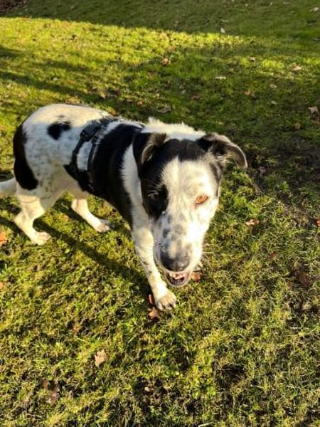 Verschmuste Pirata sucht Anschluss