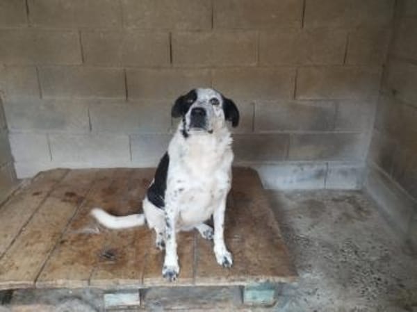 Verschmuste Pirata sucht Anschluss