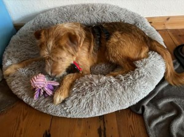 Pocket sucht kompetente Familie mit Herz