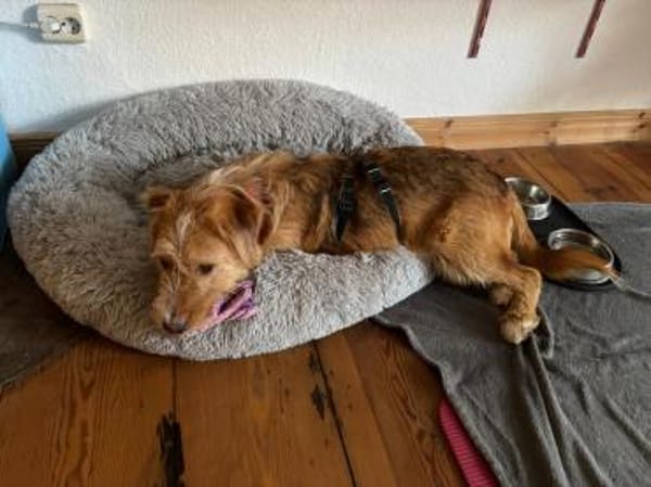 Pocket sucht kompetente Familie mit Herz