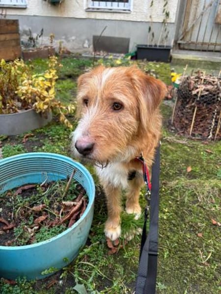 Pocket sucht kompetente Familie mit Herz