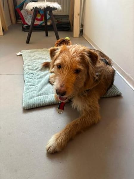 Pocket sucht kompetente Familie mit Herz