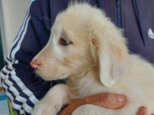 Möchten Sie Smalla ein Zuhause geben?