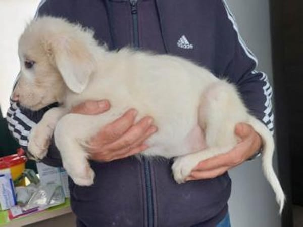 Möchten Sie Smalla ein Zuhause geben?