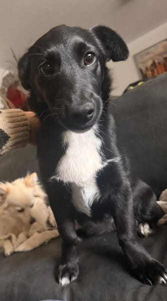 Süße Lucky möchte eine Familie