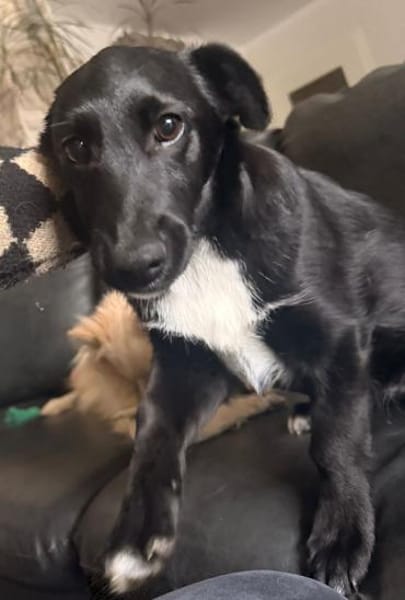 Süße Lucky möchte eine Familie